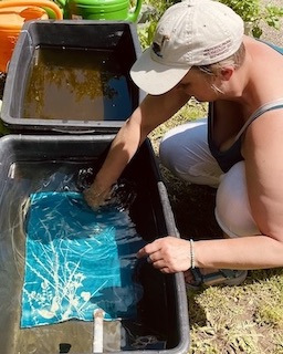 Kursteilnehmerin beim Wässern einer Cyanotypie
