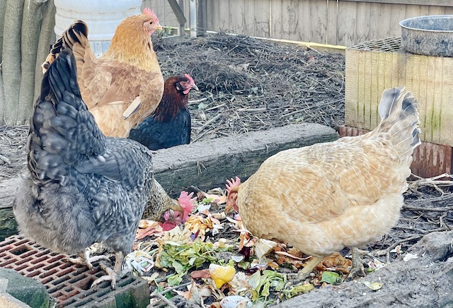 Hühner auf dem Kompost