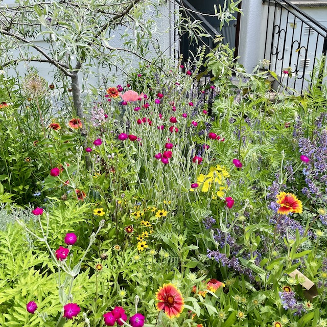 Bunte Blumenpracht im Vorgarten