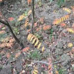 Herbstfärbung am Essigbaum