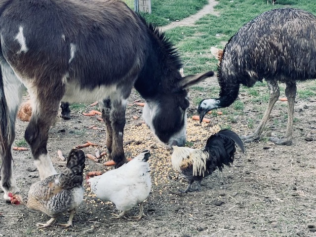 Tiere beim Fressen