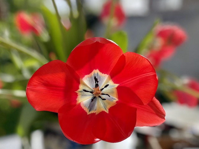 Tulpe