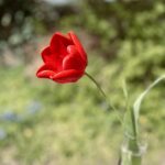 Rote Tulpe